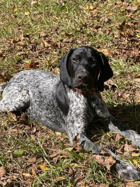 /images/uploads/southeast german shorthaired pointer rescue/segspcalendarcontest2021/entries/21954thumb.jpg
